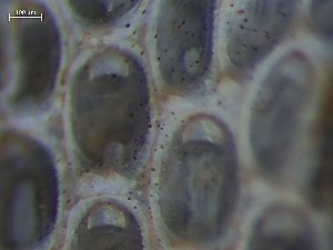  ( - HMSC174_03980)  @11 [ ] CreativeCommons - Attribution Share-Alike (2025) Unspecified Huntsman Marine Science Centre