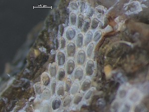  ( - HMSC174_03980)  @11 [ ] CreativeCommons - Attribution Share-Alike (2025) Unspecified Huntsman Marine Science Centre