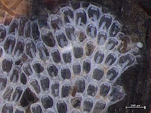  ( - HMSC174_03981)  @11 [ ] CreativeCommons - Attribution Share-Alike (2025) Unspecified Huntsman Marine Science Centre