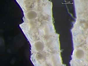  ( - HMSC174_04294)  @11 [ ] CreativeCommons - Attribution Share-Alike (2025) Unspecified Huntsman Marine Science Centre