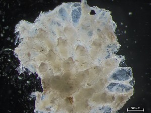  ( - HMSC174_04298)  @11 [ ] CreativeCommons - Attribution Share-Alike (2025) Unspecified Huntsman Marine Science Centre