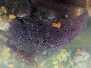  ( - MBG_CEG05)  @11 [ ] CreativeCommons - Attribution Share-Alike (2025) Unspecified Huntsman Marine Science Centre