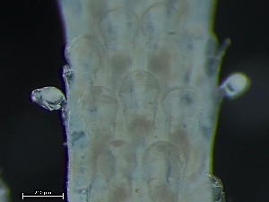  ( - NSRAS25_13)  @11 [ ] CreativeCommons - Attribution Share-Alike (2025) Unspecified Huntsman Marine Science Centre