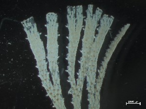  ( - NSRAS25_13)  @11 [ ] CreativeCommons - Attribution Share-Alike (2025) Unspecified Huntsman Marine Science Centre