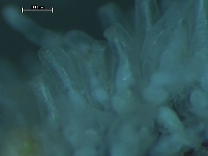  ( - NSRAS25_26)  @11 [ ] CreativeCommons - Attribution Share-Alike (2025) Unspecified Huntsman Marine Science Centre