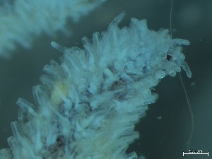  ( - NSRAS25_26)  @11 [ ] CreativeCommons - Attribution Share-Alike (2025) Unspecified Huntsman Marine Science Centre