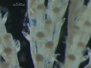  ( - NSRAS25_40)  @11 [ ] CreativeCommons - Attribution Share-Alike (2025) Unspecified Huntsman Marine Science Centre