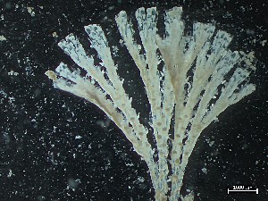  ( - NSRAS25_40)  @11 [ ] CreativeCommons - Attribution Share-Alike (2025) Unspecified Huntsman Marine Science Centre