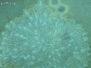  ( - NSRAS25_76)  @11 [ ] CreativeCommons - Attribution Share-Alike (2025) Unspecified Huntsman Marine Science Centre