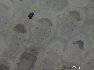  ( - NSRAS25_88B)  @11 [ ] CreativeCommons - Attribution Share-Alike (2025) Unspecified Huntsman Marine Science Centre