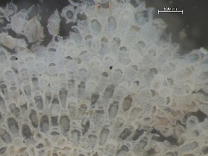  ( - NSRAS25_88B)  @11 [ ] CreativeCommons - Attribution Share-Alike (2025) Unspecified Huntsman Marine Science Centre