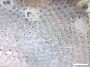  ( - HMSC174_01337)  @11 [ ] CreativeCommons - Attribution Share-Alike (2025) Unspecified Huntsman Marine Science Centre