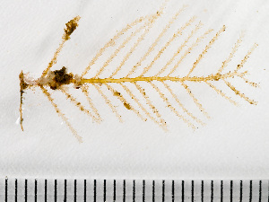  ( - HMSC174_00993)  @11 [ ] by-nc-sa  Unspecified Huntsman Marine Science Centre