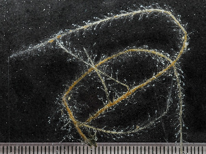  ( - HMSC174_01106)  @11 [ ] by-nc-sa  Unspecified Huntsman Marine Science Centre