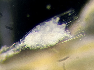  ( - HMSC174_01106)  @11 [ ] by-nc-sa  Unspecified Huntsman Marine Science Centre