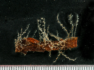  ( - HMSC174_02425)  @11 [ ] by-nc-sa  Unspecified Huntsman Marine Science Centre