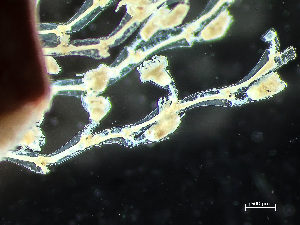  ( - HMSC174_02425)  @11 [ ] by-nc-sa  Unspecified Huntsman Marine Science Centre