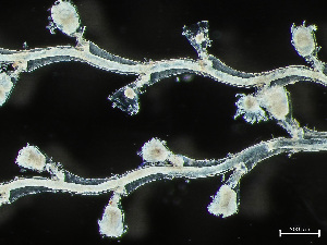  ( - HMSC174-03403)  @11 [ ] by-nc-sa  Unspecified Huntsman Marine Science Centre