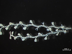  ( - HMSC174-03403)  @11 [ ] by-nc-sa  Unspecified Huntsman Marine Science Centre