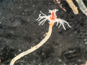  ( - HMSC174-03555)  @11 [ ] by-nc-sa  Unspecified Huntsman Marine Science Centre
