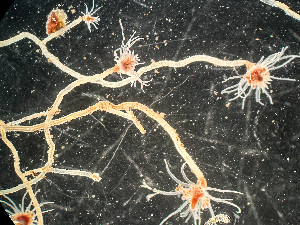  ( - HMSC174-03555)  @11 [ ] by-nc-sa  Unspecified Huntsman Marine Science Centre