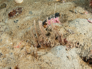  ( - 25INNU_120)  @11 [ ] CreativeCommons - Attribution Share-Alike (2025) Unspecified Huntsman Marine Science Centre