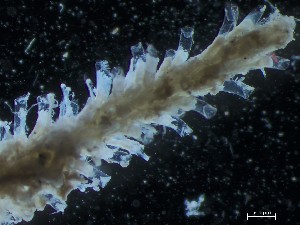  ( - 25INNU_120)  @11 [ ] CreativeCommons - Attribution Share-Alike (2025) Unspecified Huntsman Marine Science Centre