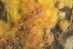  ( - 25INNU_68)  @11 [ ] CreativeCommons - Attribution Share-Alike (2025) Unspecified Huntsman Marine Science Centre