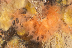  ( - 25INNU_71)  @11 [ ] CreativeCommons - Attribution Share-Alike (2025) Unspecified Huntsman Marine Science Centre