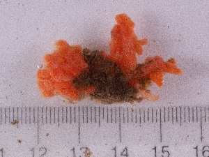  ( - 25INNU_71)  @11 [ ] CreativeCommons - Attribution Share-Alike (2025) Unspecified Huntsman Marine Science Centre