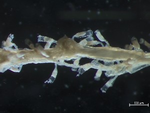  ( - HMSC174_01004)  @11 [ ] CreativeCommons - Attribution Share-Alike (2025) Unspecified Huntsman Marine Science Centre