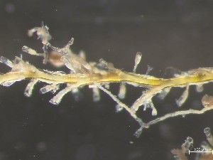  ( - HMSC174_01972)  @11 [ ] CreativeCommons - Attribution Share-Alike (2025) Unspecified Huntsman Marine Science Centre