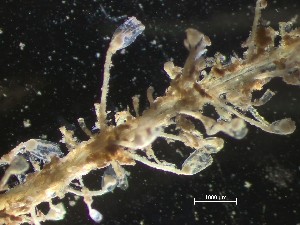  ( - HMSC174_01973)  @11 [ ] CreativeCommons - Attribution Share-Alike (2025) Unspecified Huntsman Marine Science Centre