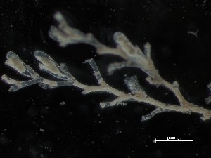  (Halecium sp - HMSC174_01988)  @11 [ ] CreativeCommons - Attribution Share-Alike (2025) Unspecified Huntsman Marine Science Centre