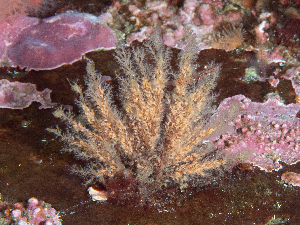  ( - HMSC174_02544)  @11 [ ] CreativeCommons - Attribution Share-Alike (2025) Unspecified Huntsman Marine Science Centre