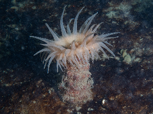  (Hormathia coronata - HMSC174_02588)  @11 [ ] CreativeCommons - Attribution Share-Alike (2025) Unspecified Huntsman Marine Science Centre