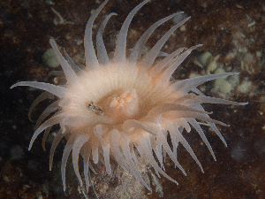  ( - HMSC174_02588)  @11 [ ] CreativeCommons - Attribution Share-Alike (2025) Unspecified Huntsman Marine Science Centre