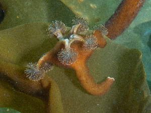  ( - HMSC174_02615)  @11 [ ] CreativeCommons - Attribution Share-Alike (2025) Unspecified Huntsman Marine Science Centre