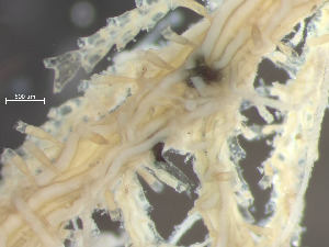  ( - HMSC174_02393)  @11 [ ] CreativeCommons - Attribution Share-Alike (2025) Unspecified Huntsman Marine Science Centre