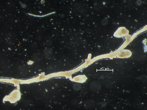  ( - HMSC174_02425)  @11 [ ] CreativeCommons - Attribution Share-Alike (2025) Unspecified Huntsman Marine Science Centre