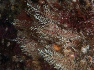  ( - HMSC174_02479)  @11 [ ] CreativeCommons - Attribution Share-Alike (2025) Unspecified Huntsman Marine Science Centre
