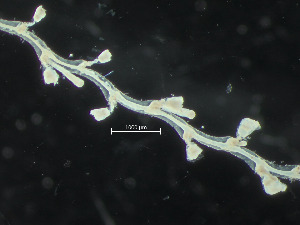  ( - HMSC174-03403)  @11 [ ] CreativeCommons - Attribution Share-Alike (2025) Unspecified Huntsman Marine Science Centre