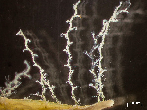  ( - HMSC174-00538)  @11 [ ] by-nc-sa  Unspecified Huntsman Marine Science Centre