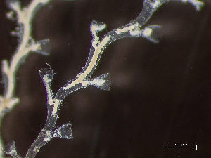  ( - HMSC174-00538)  @11 [ ] by-nc-sa  Unspecified Huntsman Marine Science Centre