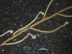  ( - HMSC174_03187)  @11 [ ] CreativeCommons - Attribution Share-Alike (2025) Unspecified Huntsman Marine Science Centre