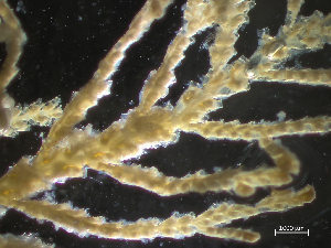  ( - HMSC174_02647)  @11 [ ] CreativeCommons - Attribution Share-Alike (2025) Unspecified Huntsman Marine Science Centre