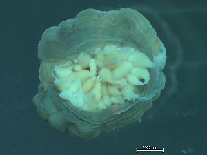  ( - NSRAS25_111A)  @11 [ ] CreativeCommons - Attribution Share-Alike (2025) Unspecified Huntsman Marine Science Centre