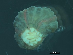  ( - NSRAS25_111B)  @11 [ ] CreativeCommons - Attribution Share-Alike (2025) Unspecified Huntsman Marine Science Centre