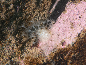  (Alcyonium siderium - Quoddy 147)  @11 [ ] CreativeCommons - Attribution Share-Alike (2025) Unspecified Huntsman Marine Science Centre