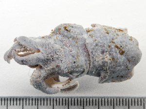  ( - HMSC174_01268)  @11 [ ] by-nc-sa  Unspecified Huntsman Marine Science Centre